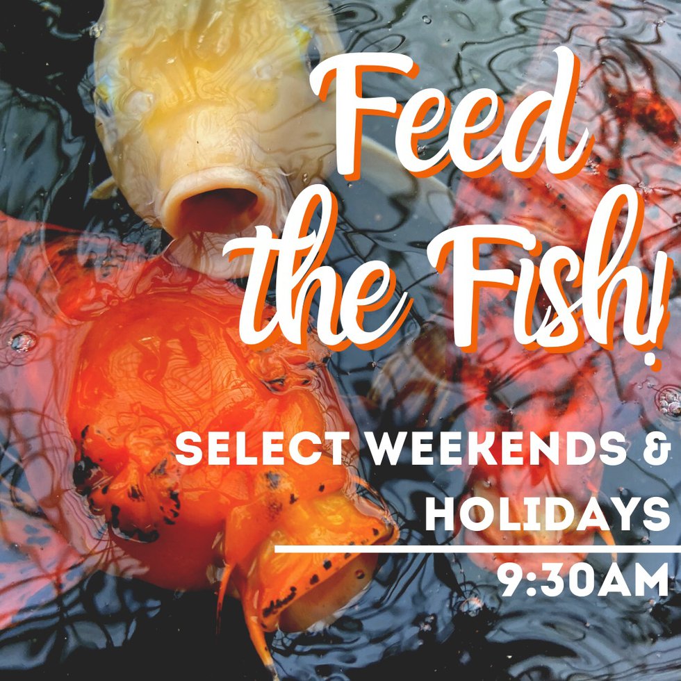 Feed the Fish! - An Early Access Experience - Western New York Family